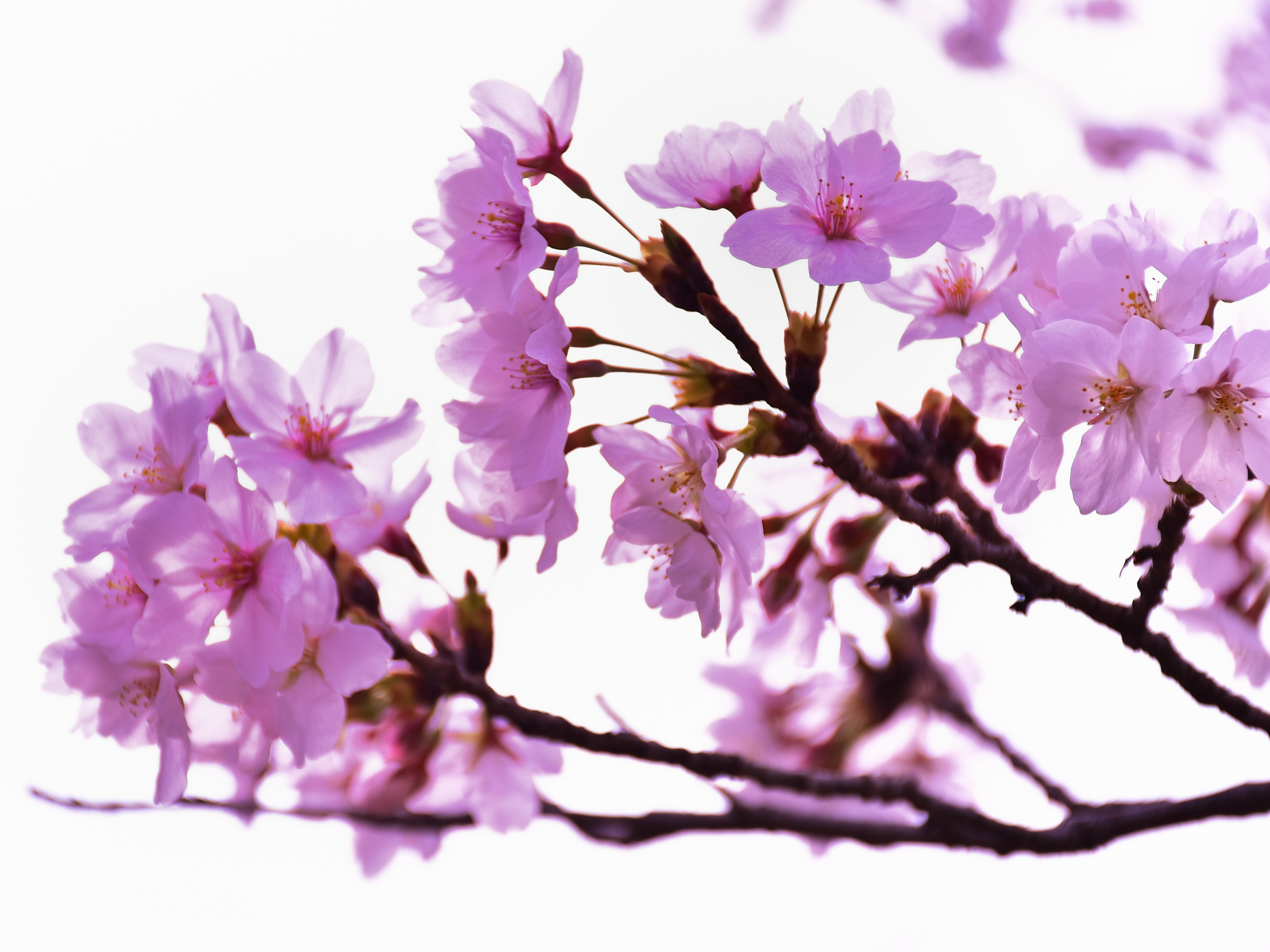 Whispers of Sakura