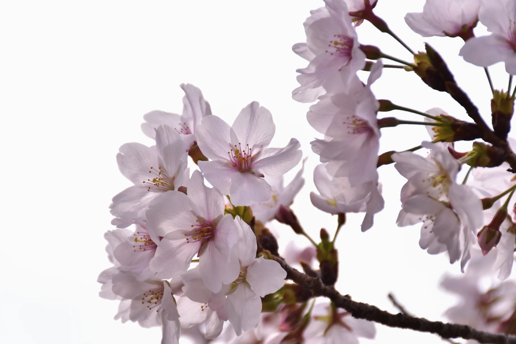 Whispers of Sakura